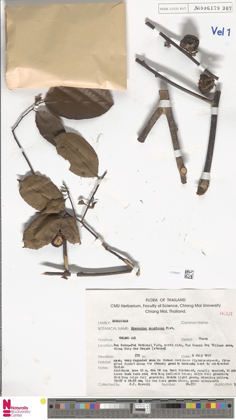Diospyros coaetanea photo 3