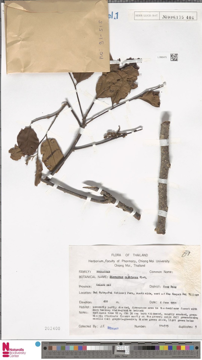 Diospyros coaetanea photo 5