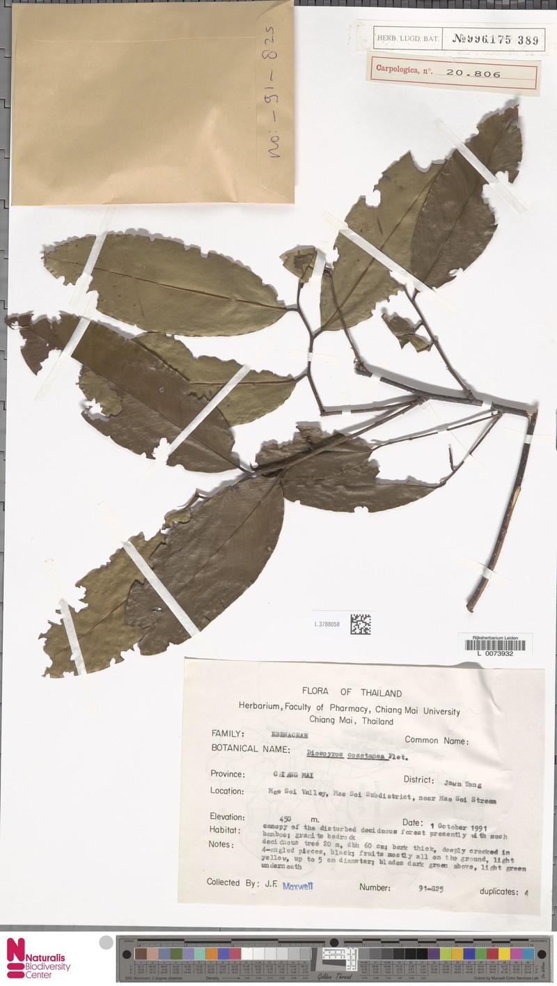 Diospyros coaetanea photo 6