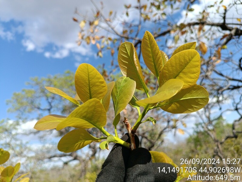 Diospyros coccolobifolia