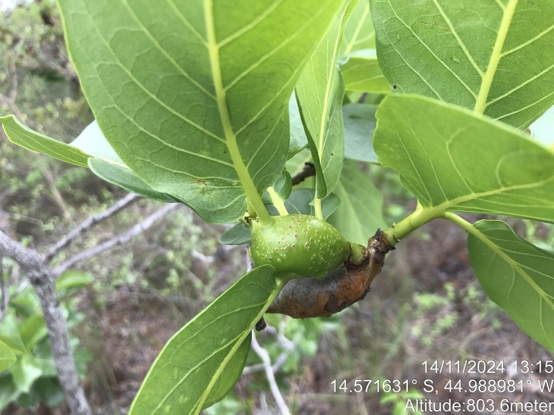 Diospyros coccolobifolia photo 2
