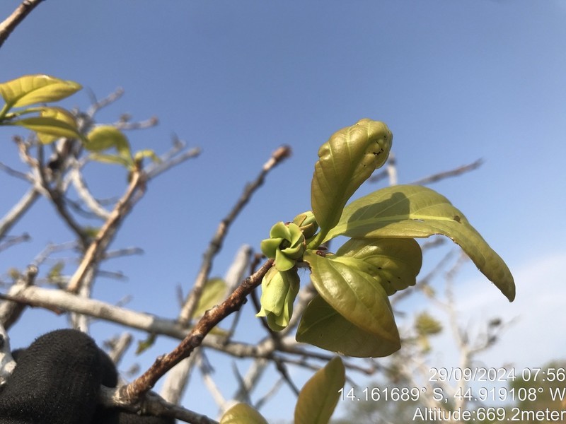 Diospyros coccolobifolia photo 3