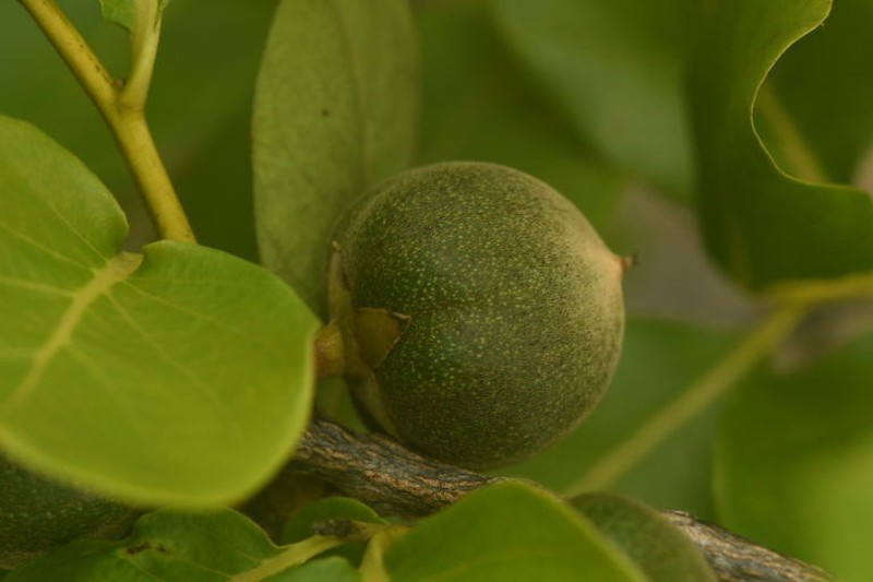 Diospyros coccolobifolia photo 5