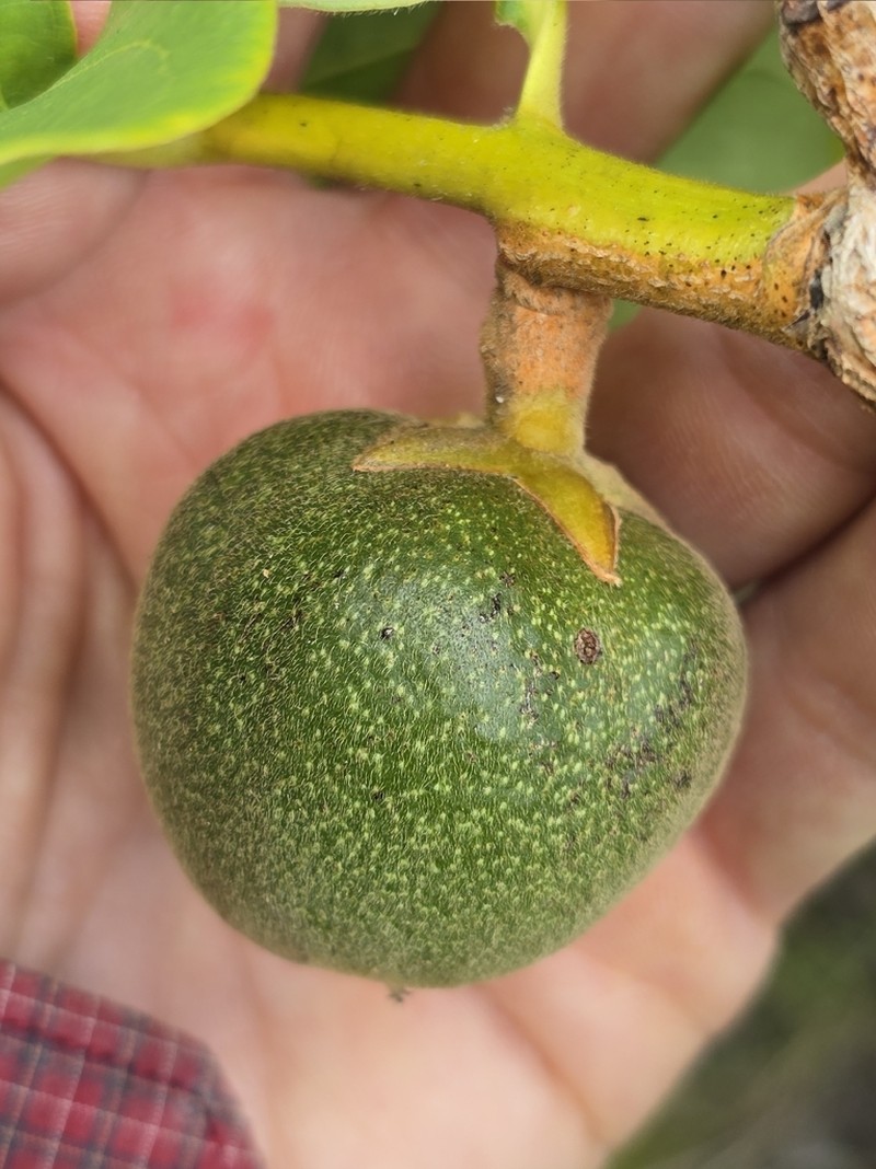 Diospyros coccolobifolia photo 6