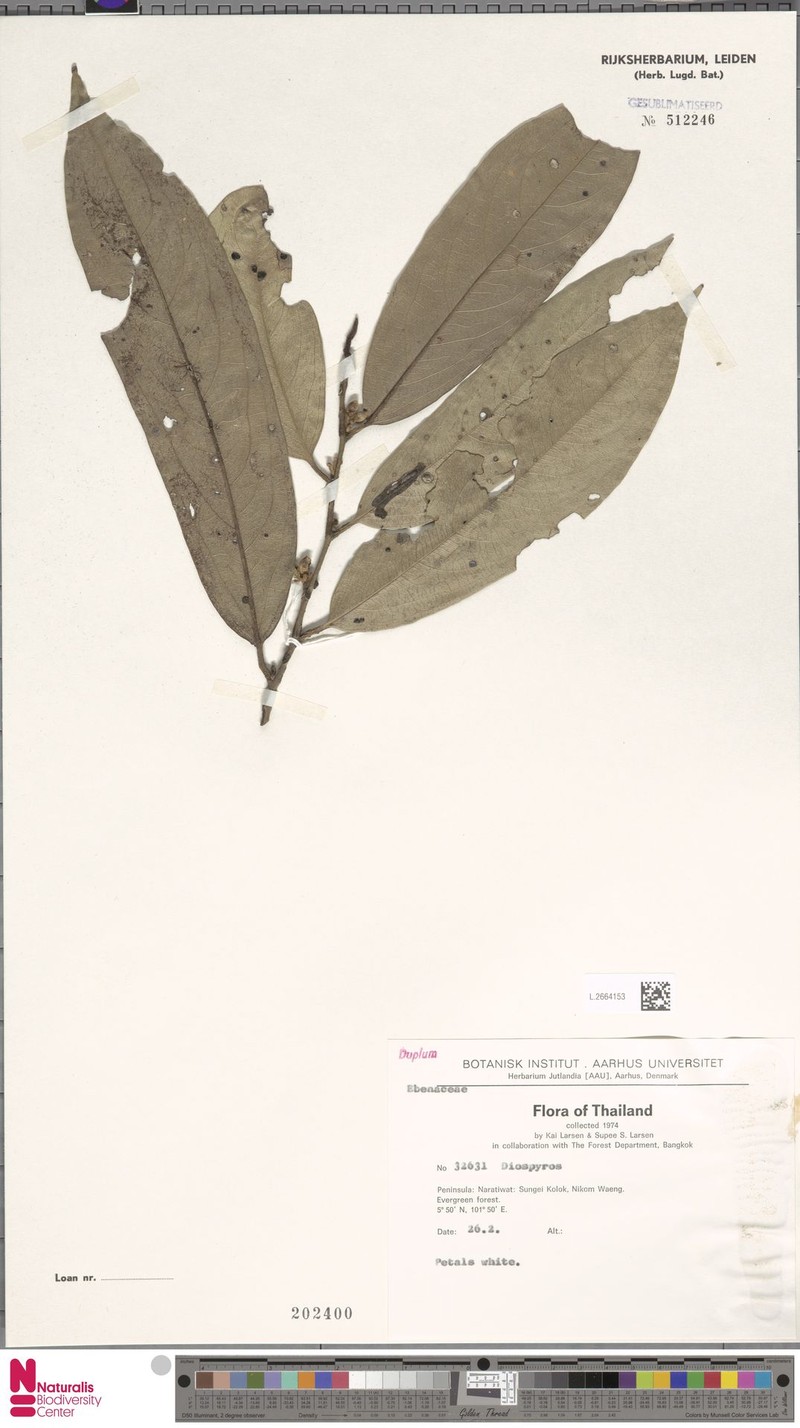 Diospyros collinsiae