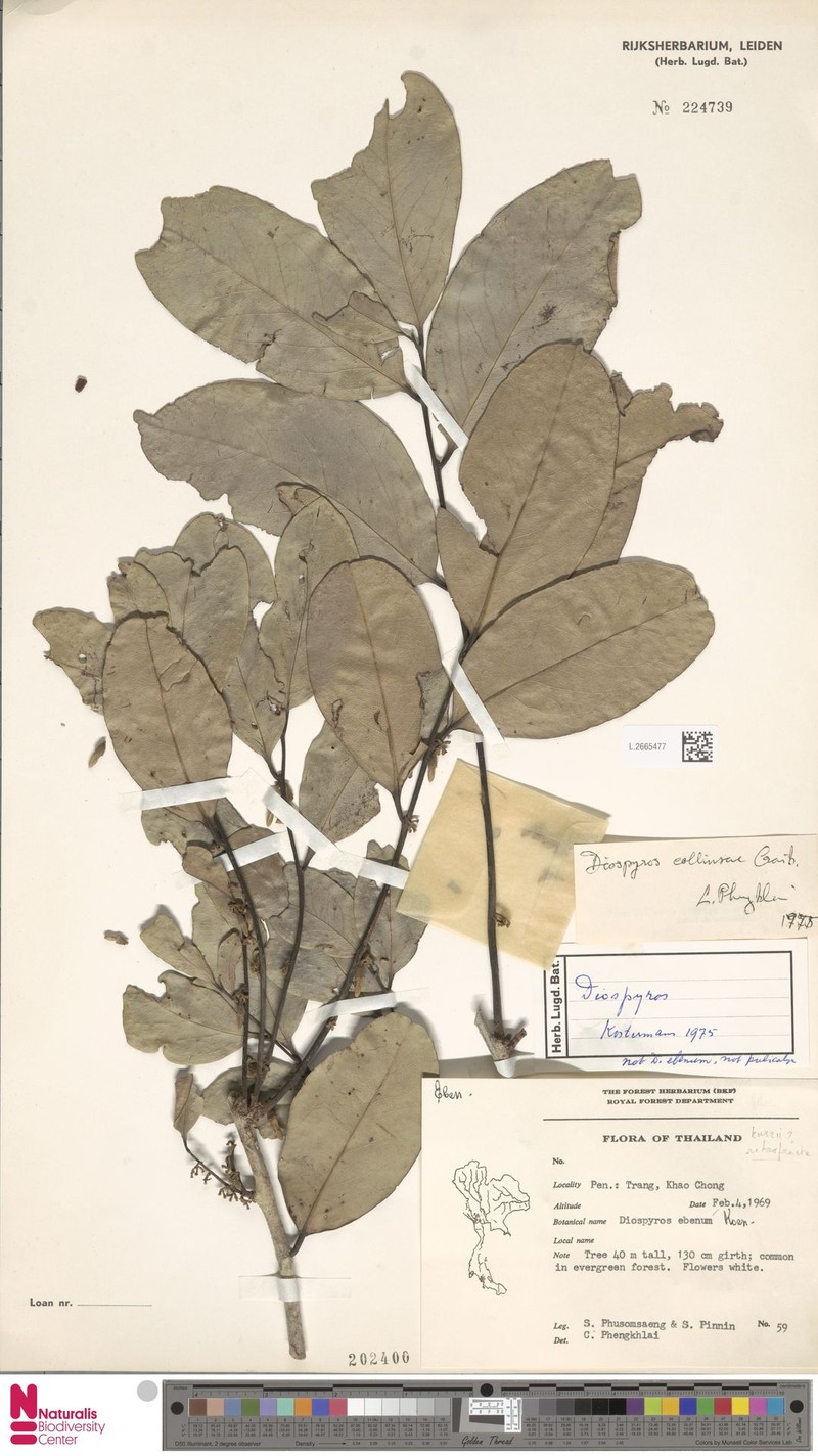 Diospyros collinsiae photo 2