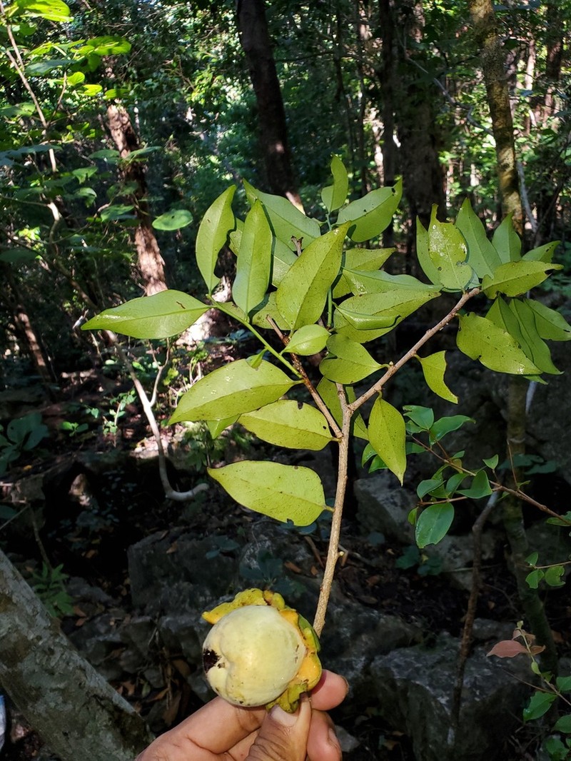 Diospyros comorensis