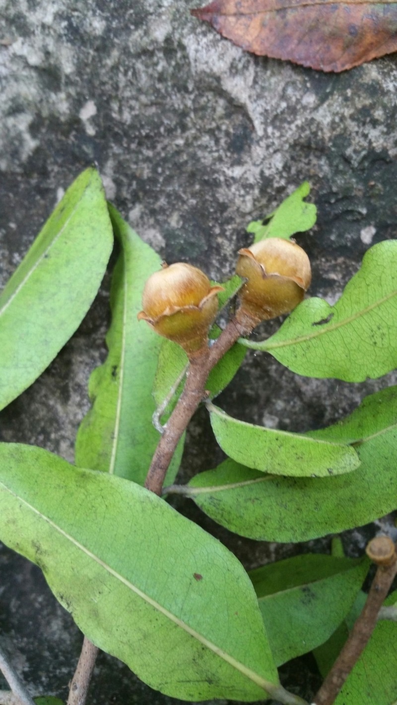 Diospyros comorensis photo 2