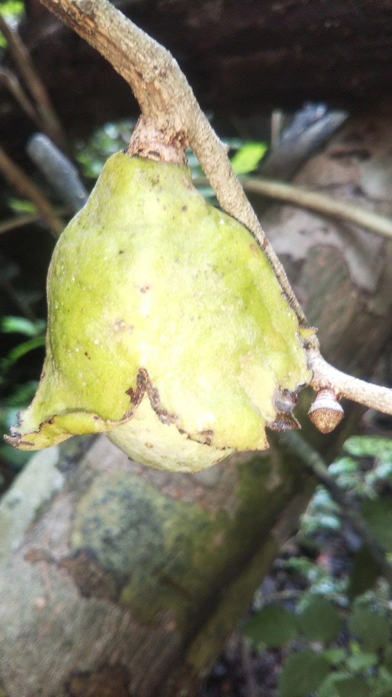 Diospyros comorensis photo 3