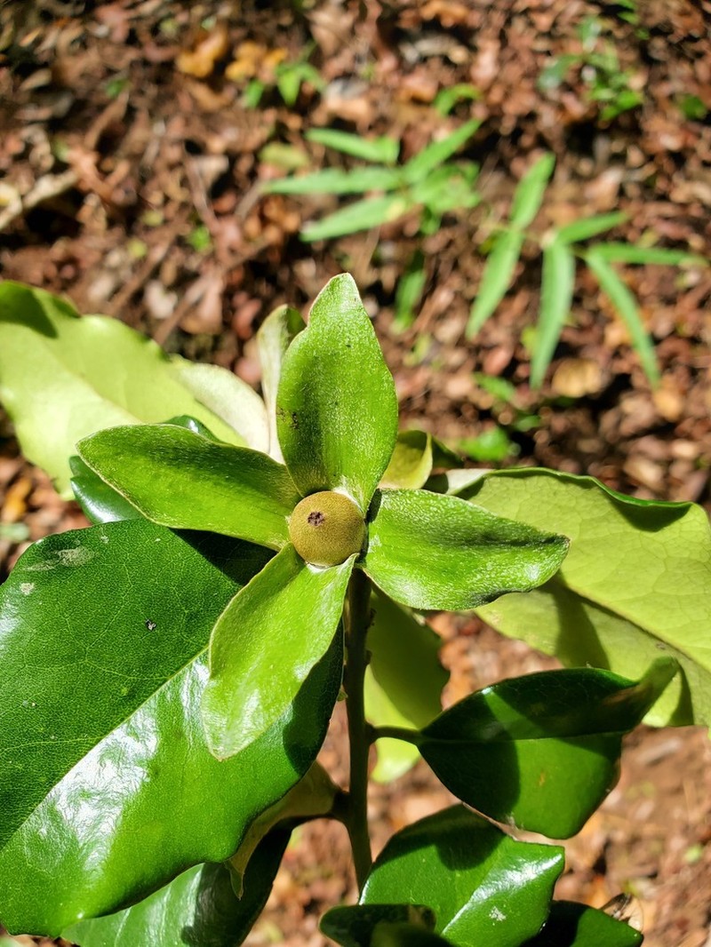 Diospyros comorensis photo 4