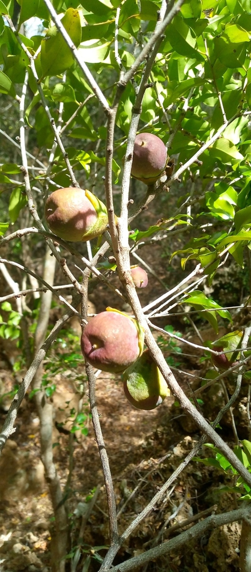 Diospyros comorensis photo 5
