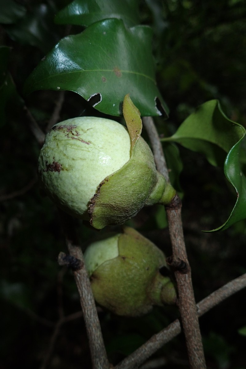 Diospyros comorensis photo 6