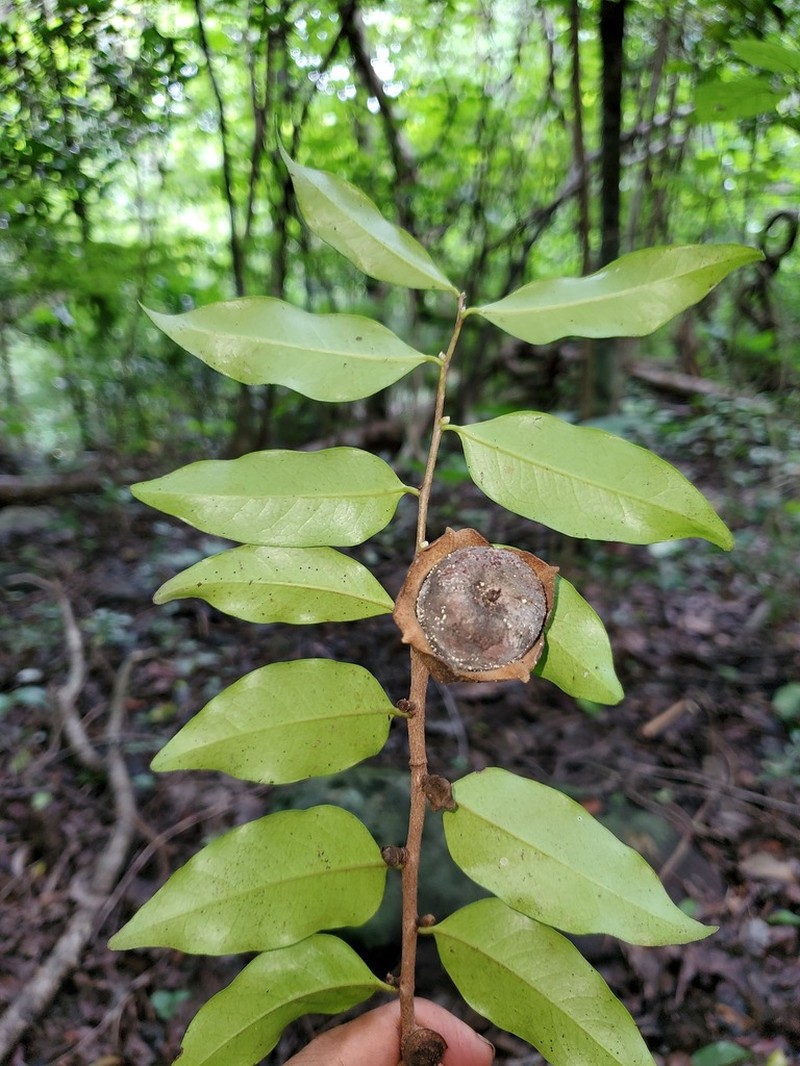 Diospyros comorensis photo 7