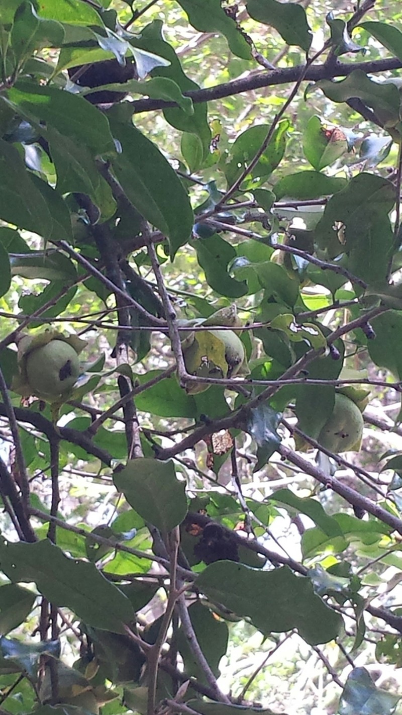 Diospyros comorensis photo 8
