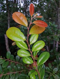 Diospyros compacta