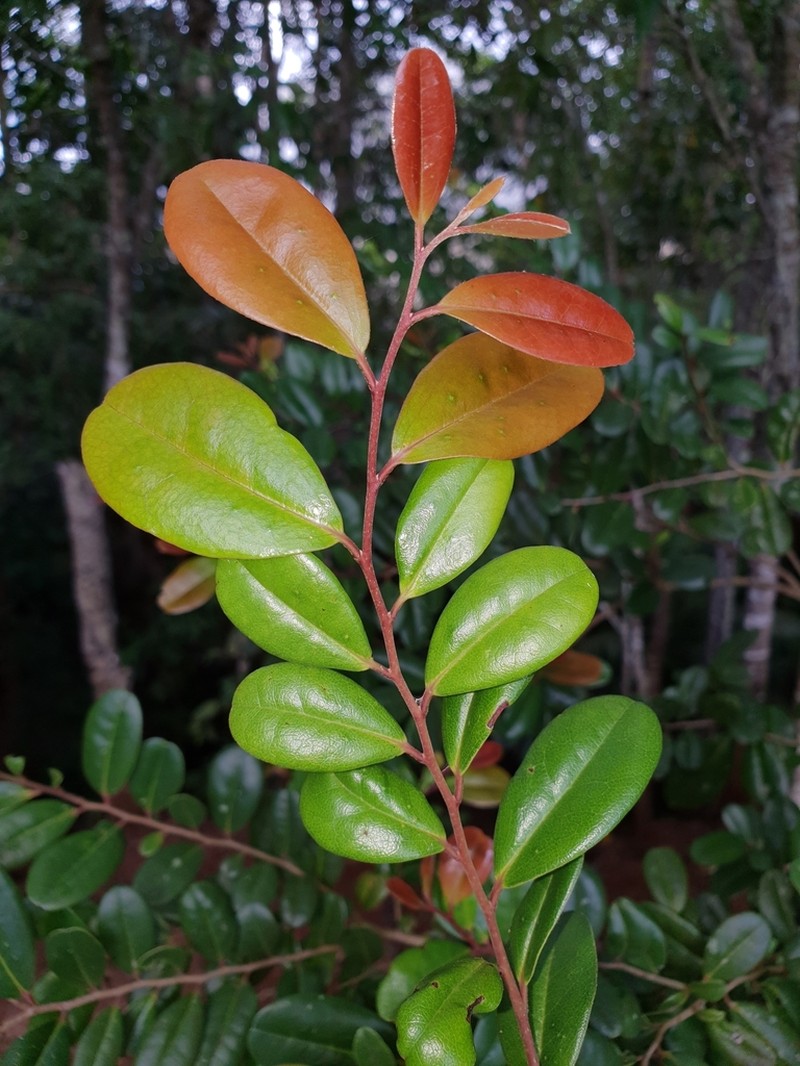 Diospyros compacta