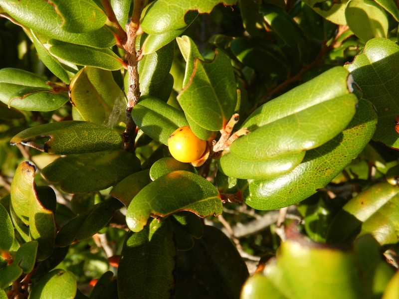 Diospyros compacta photo 2