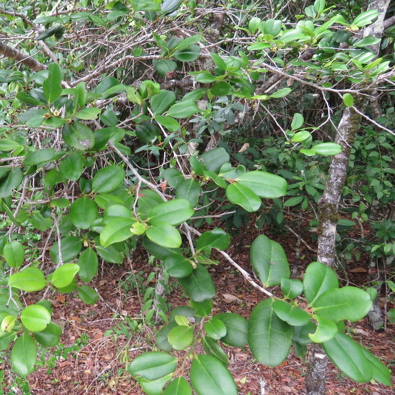 Diospyros compacta photo 3