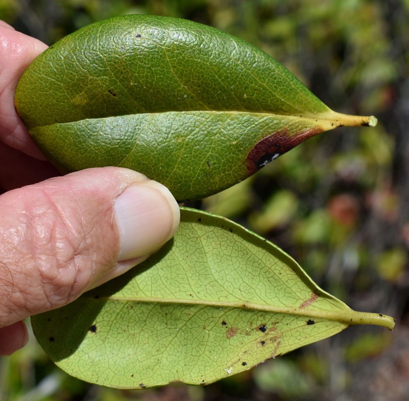Diospyros compacta photo 4