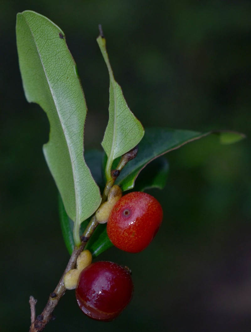 Diospyros compacta photo 5