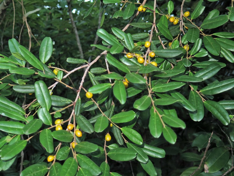 Diospyros compacta photo 6
