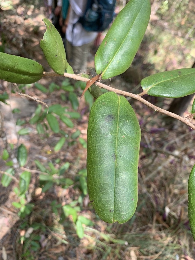 Diospyros compacta photo 7
