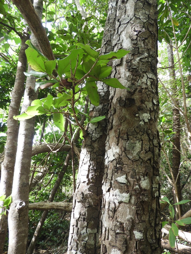 Diospyros compacta photo 8