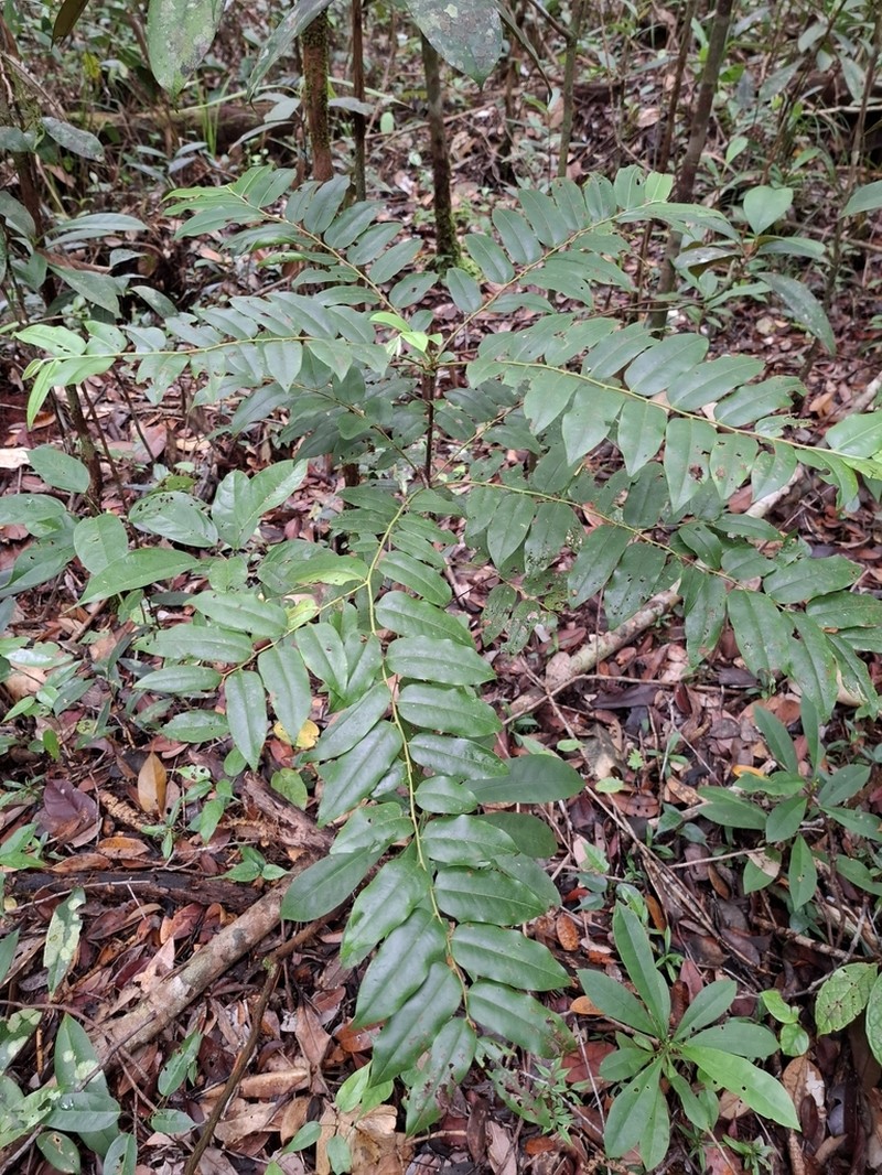 Diospyros confertiflora photo 3