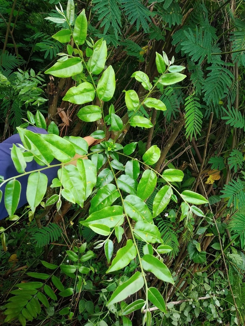 Diospyros confertiflora photo 4