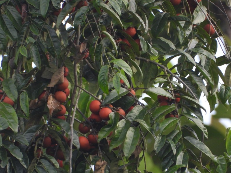 Diospyros confertiflora photo 6