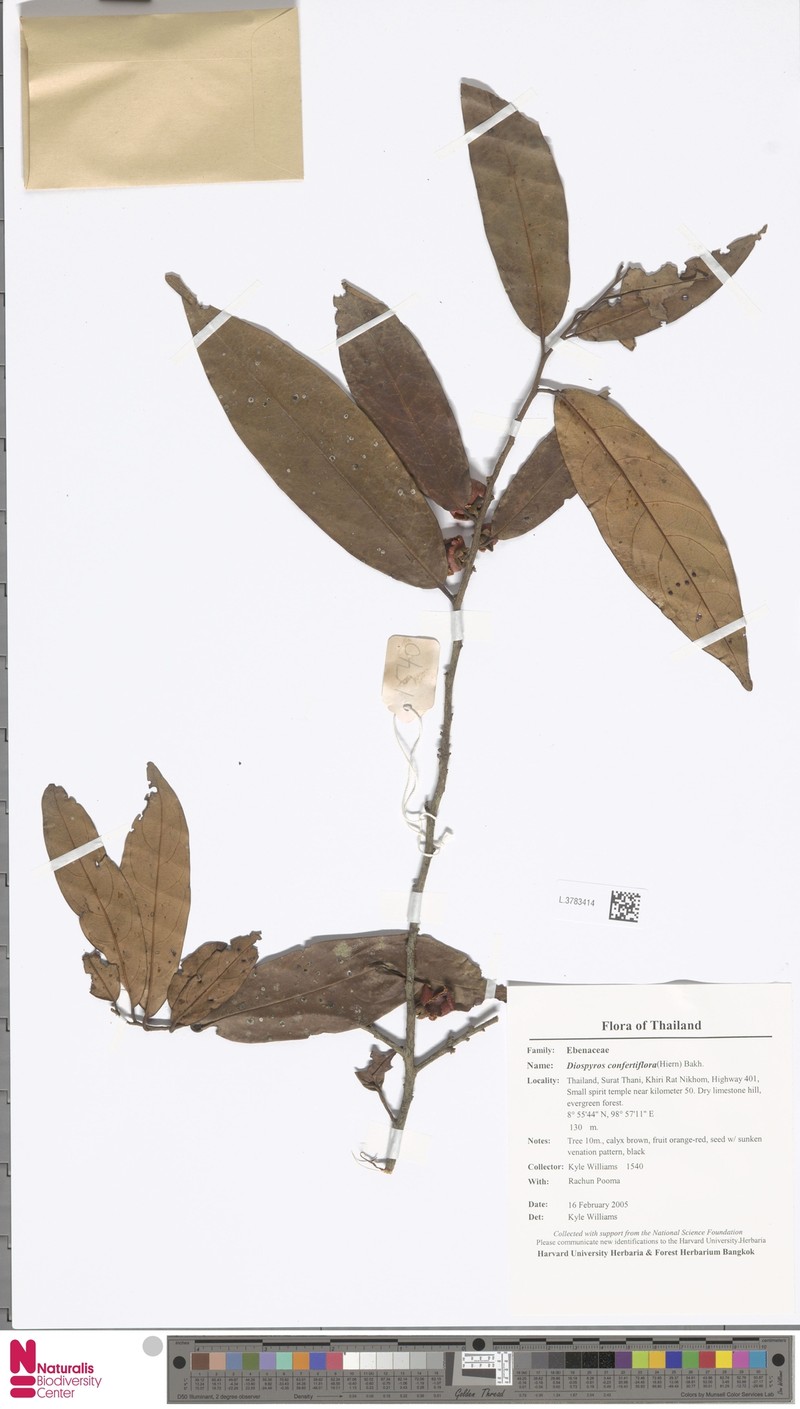 Diospyros confertiflora photo 7