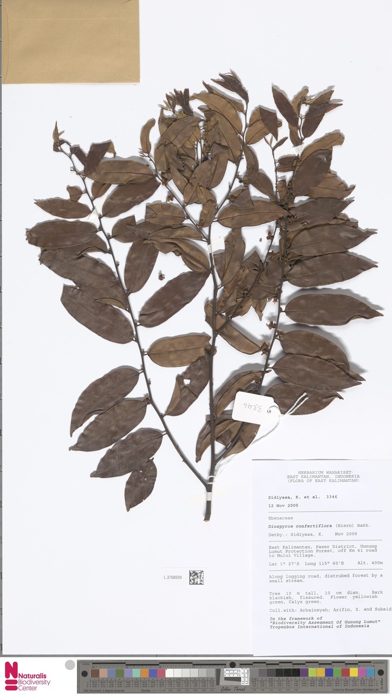 Diospyros confertiflora photo 8