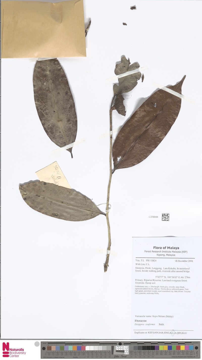 Diospyros conformis