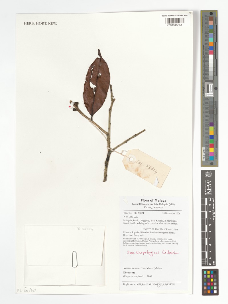 Diospyros conformis photo 2