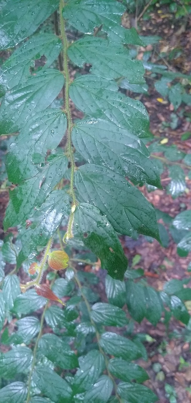 Diospyros conocarpa