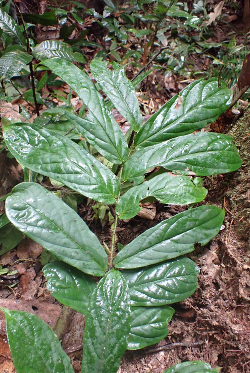 Diospyros conocarpa photo 2