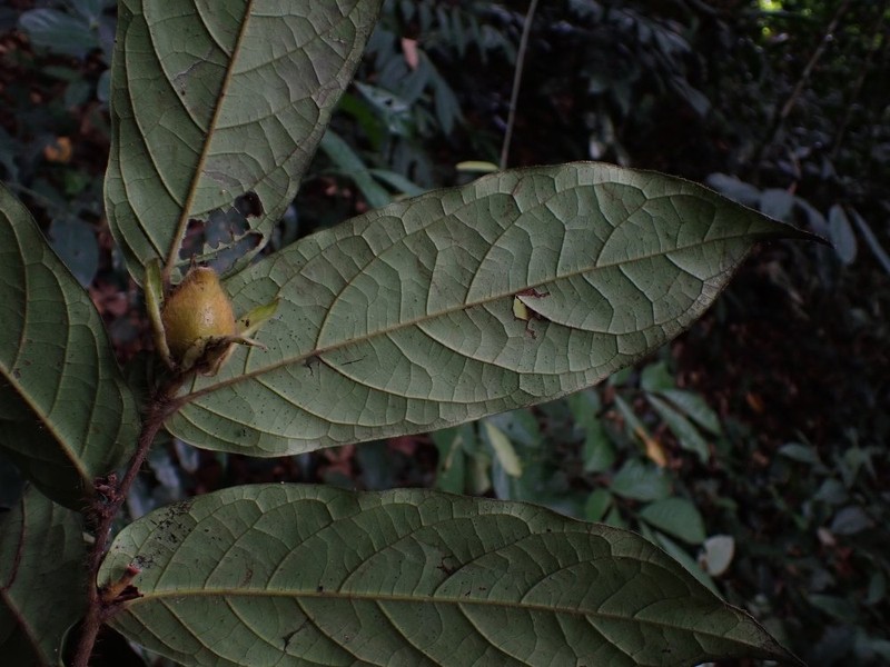 Diospyros conocarpa photo 3