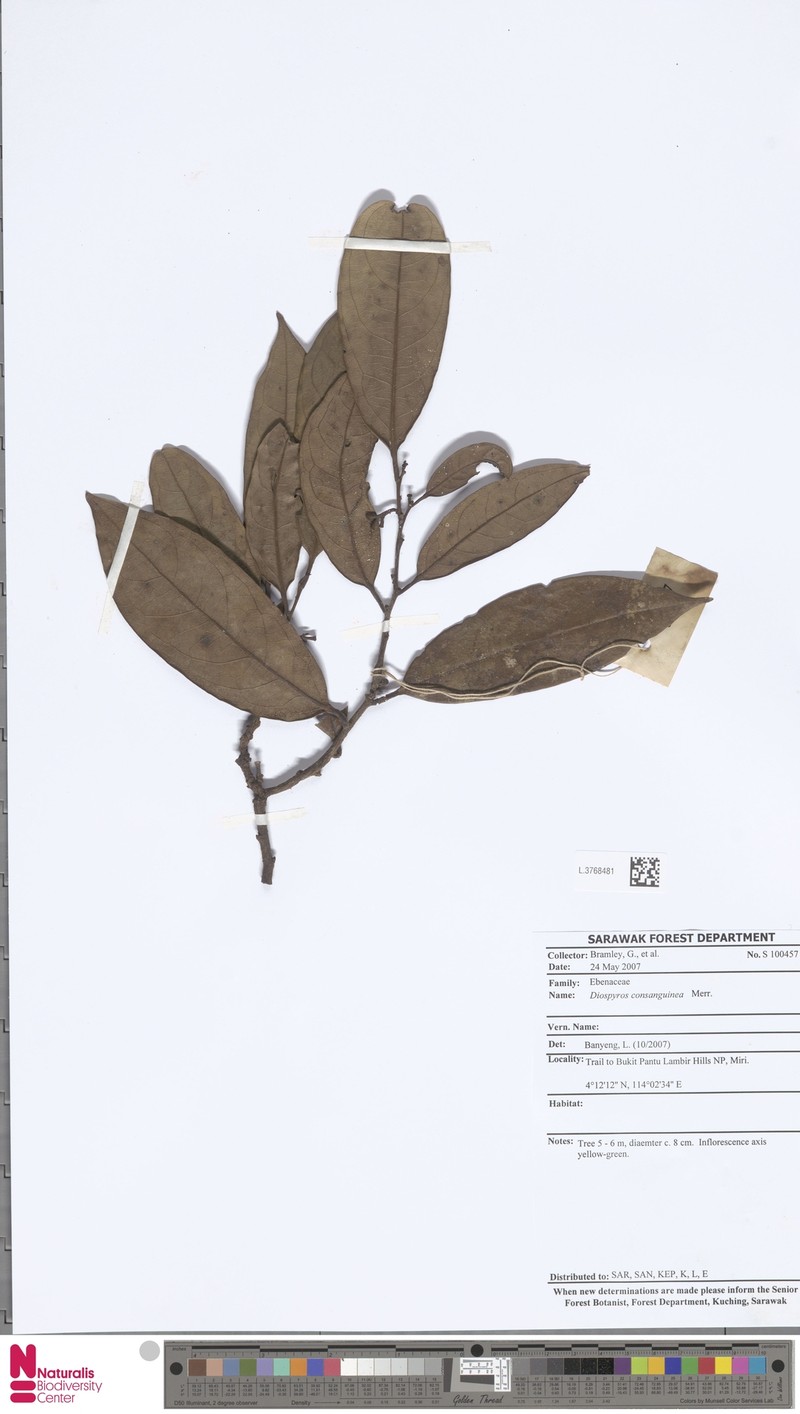 Diospyros consanguinea