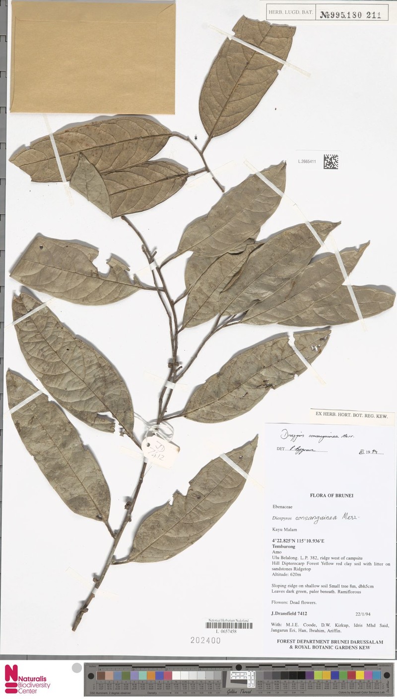 Diospyros consanguinea photo 2