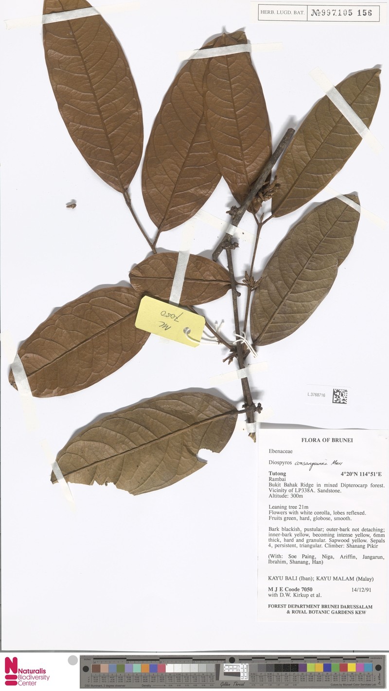 Diospyros consanguinea photo 3