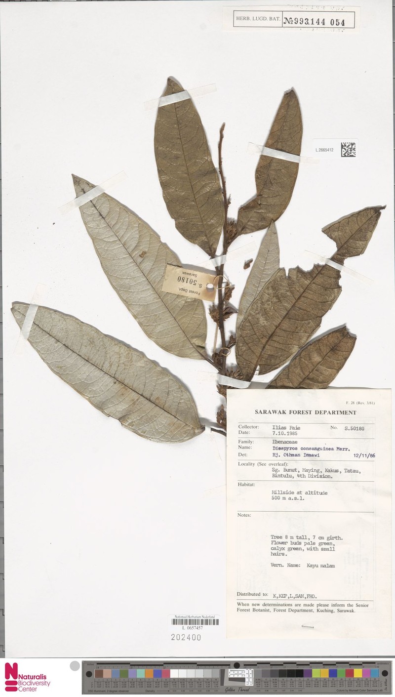 Diospyros consanguinea photo 4