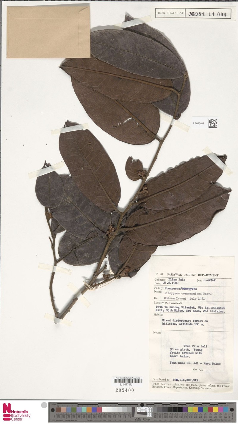 Diospyros consanguinea photo 5