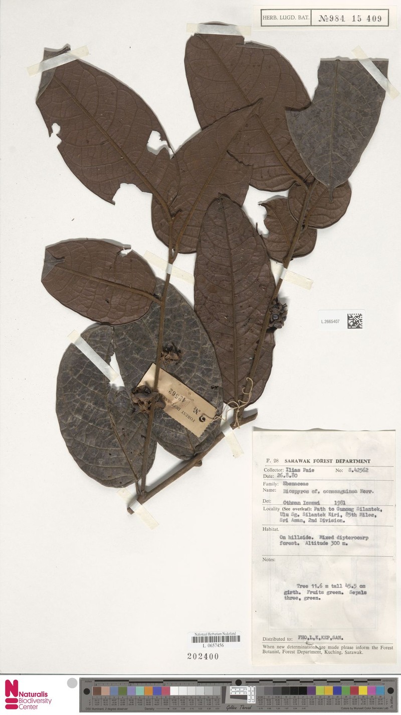 Diospyros consanguinea photo 6