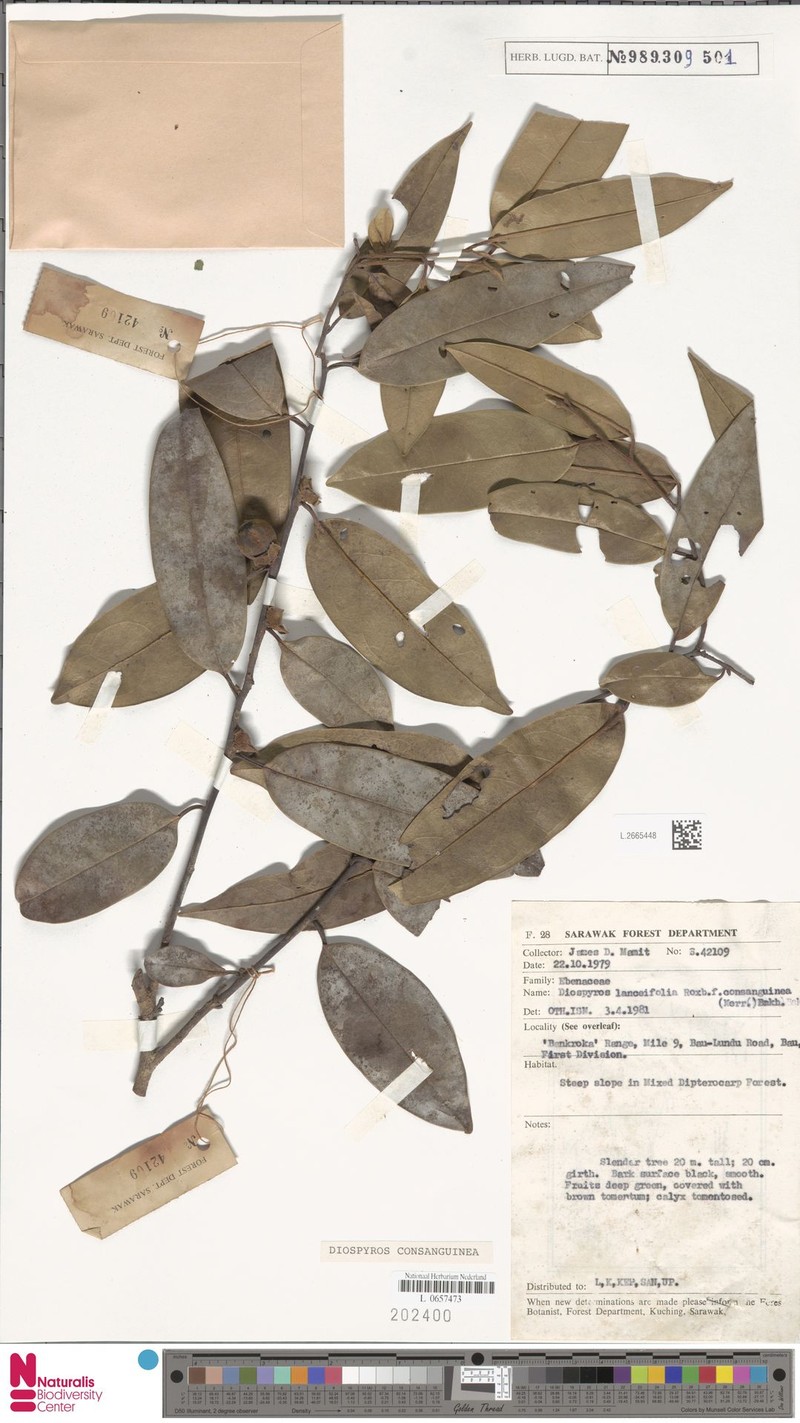 Diospyros consanguinea photo 7