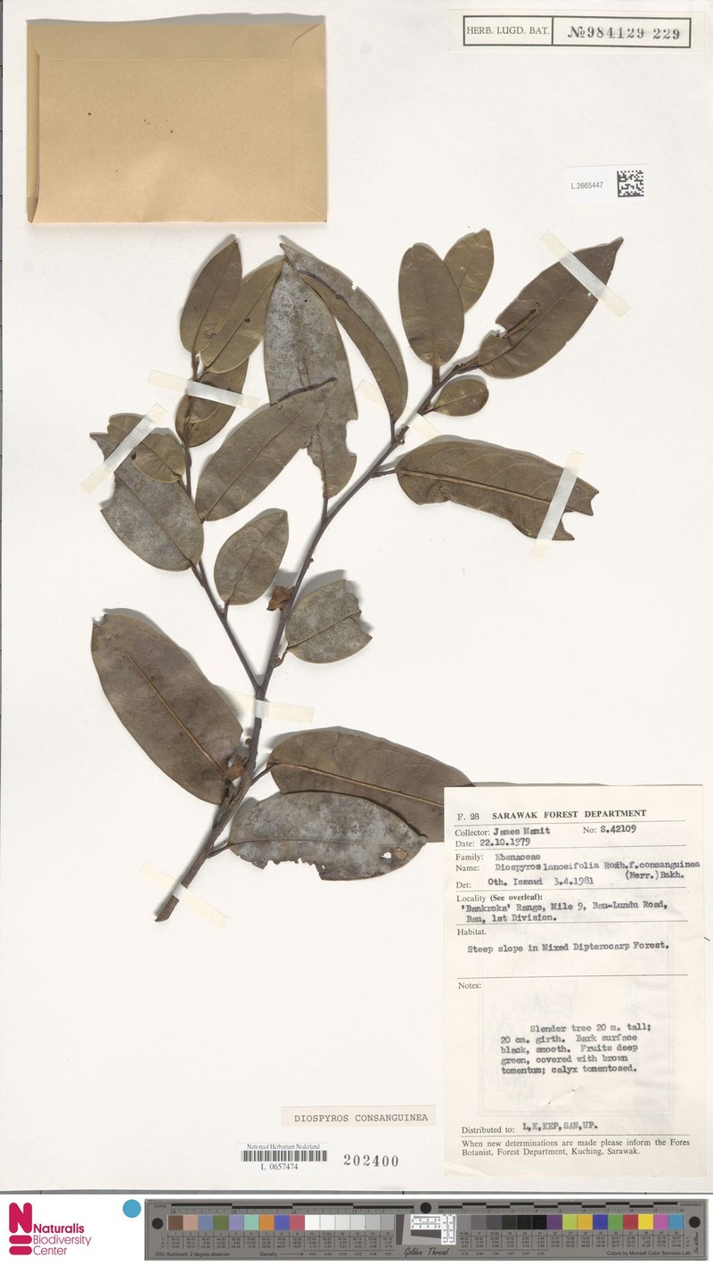 Diospyros consanguinea photo 8