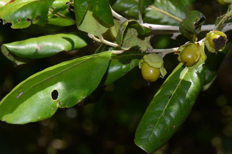 Diospyros consolatae