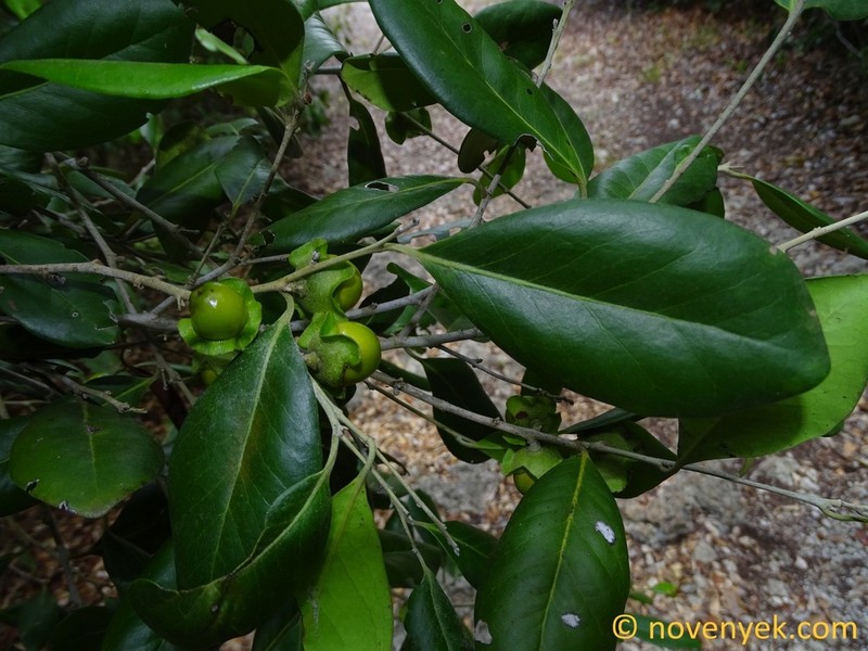 Diospyros consolatae photo 2