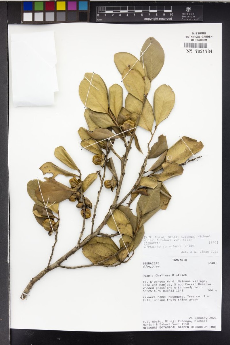 Diospyros consolatae photo 3