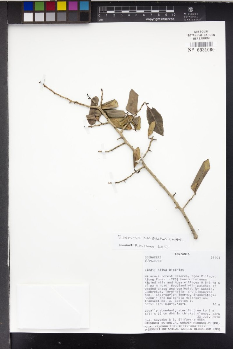Diospyros consolatae photo 4