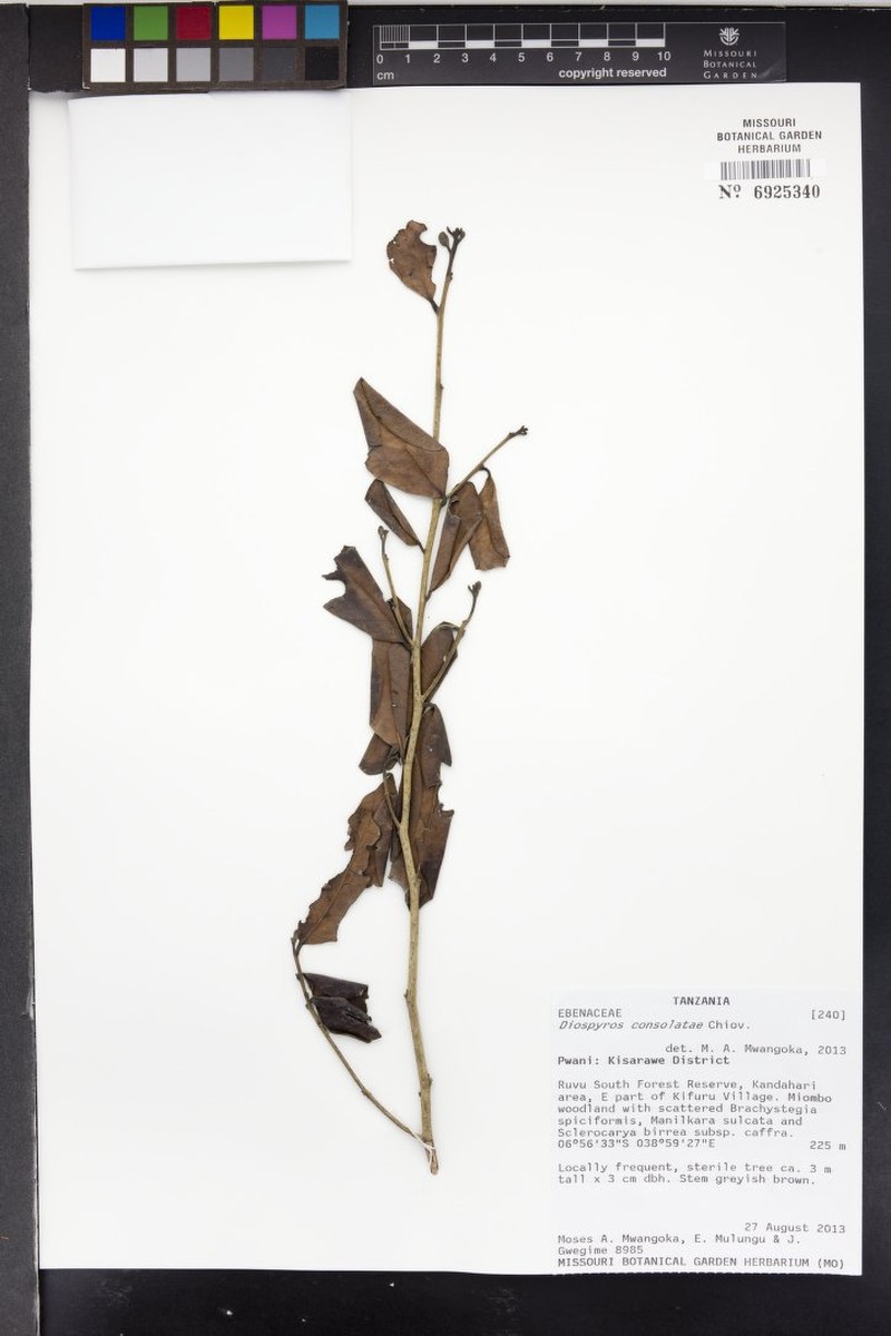 Diospyros consolatae photo 5